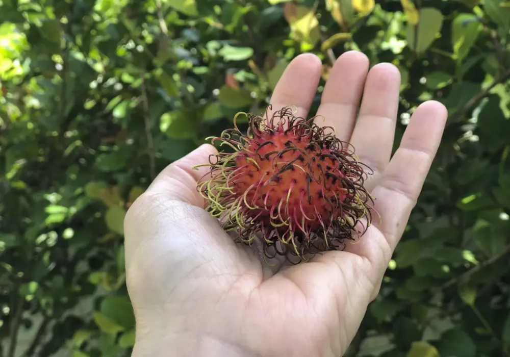Rambutan - włochaty owoc? Smak, zdrowie i gdzie kupić