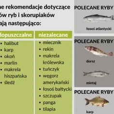 Grafika przedstawia tabele z rekomendowanymi, dopuszczalnymi i niezalecanymi rybami, a także zdjęcia ryb tłustych, chudych i słodkowodnych.