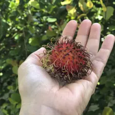 Dłoń trzyma egzotyczny owoc rambutan o czerwonej skórce i włoskach.
