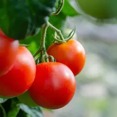 Dojrzałe, czerwone pomidory rosnące na gałązce, z zielonymi liśćmi w tle.