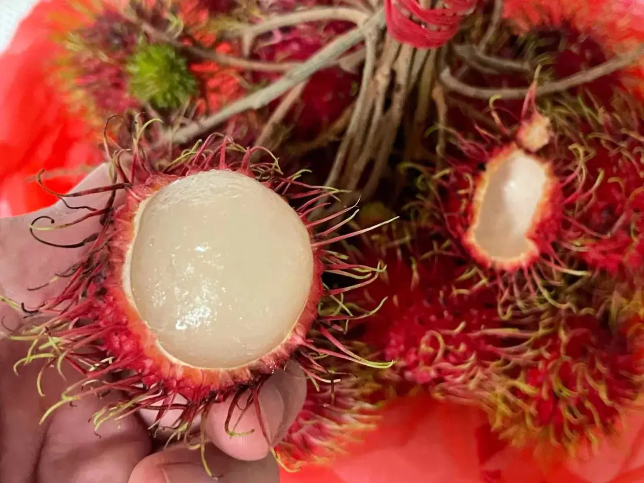 Ręka trzyma przekrojonego, soczystego rambutana z białym miąższem. W tle widać więcej tych egzotycznych owoców.