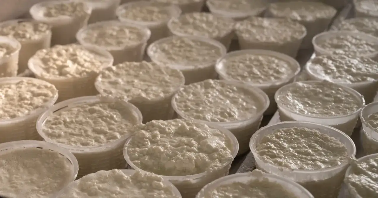 Mnóstwo pojemników wypełnionych świeżym, kremowym serkiem ricotta, gotowych do dalszej obróbki.