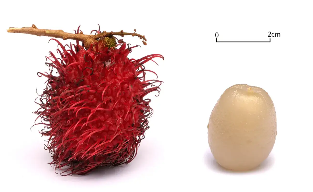 Czerwony, kolczasty rambutan na gałązce obok obranej, jasnej łupiny. Skala pokazuje 2cm.