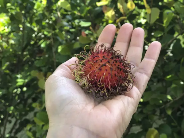 Rambutan - włochaty owoc? Smak, zdrowie i gdzie kupić