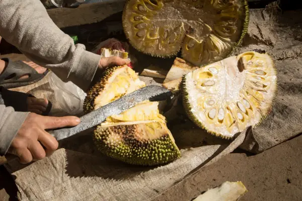 Jackfruit - owoc o dwóch twarzach? Jak go używać w kuchni