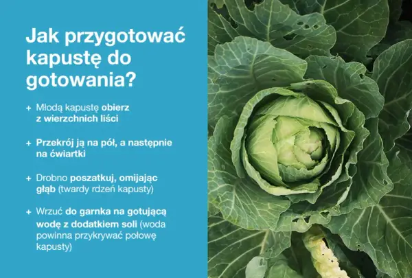 Kapusta - Jak wybrać, przechowywać i gotować? Poradnik